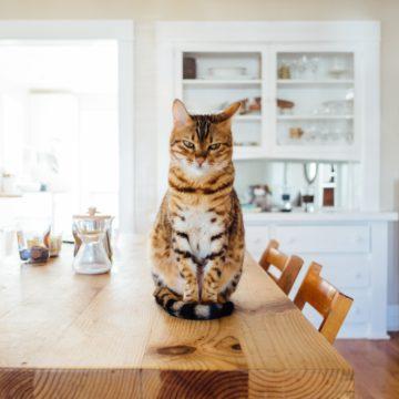 Kissa istuu ruokapöydällä, katse tuimasti kameraan.